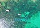 Alquiler de barco en Ibiza para llegar a la Cala Pou des Lleo
